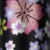 桜ブラック